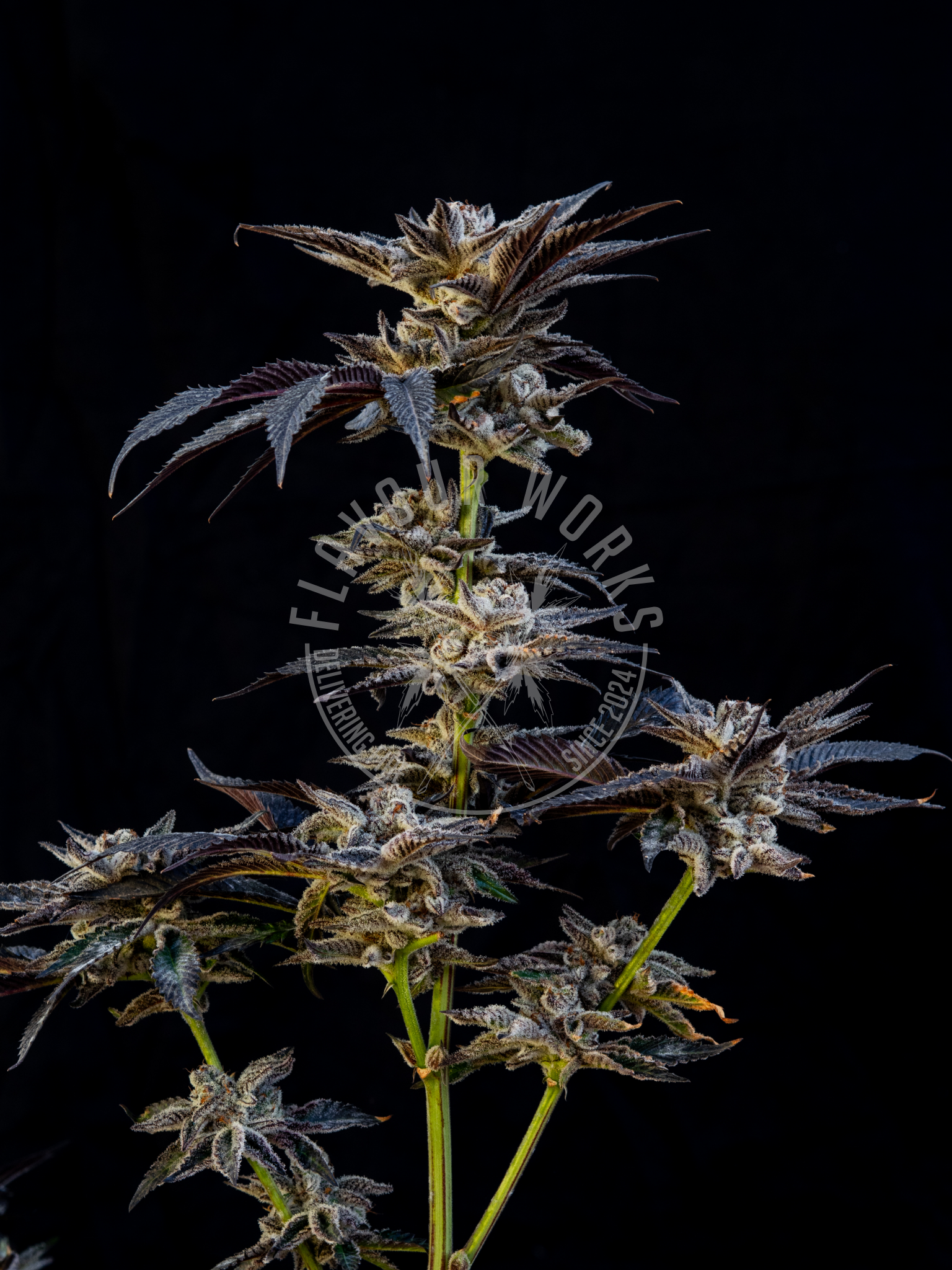 Cannabis Steckling der Sorte Dantes Wrath #48 mit sehr hohem Trichomgehalt auf den Blüten – Flavourworks