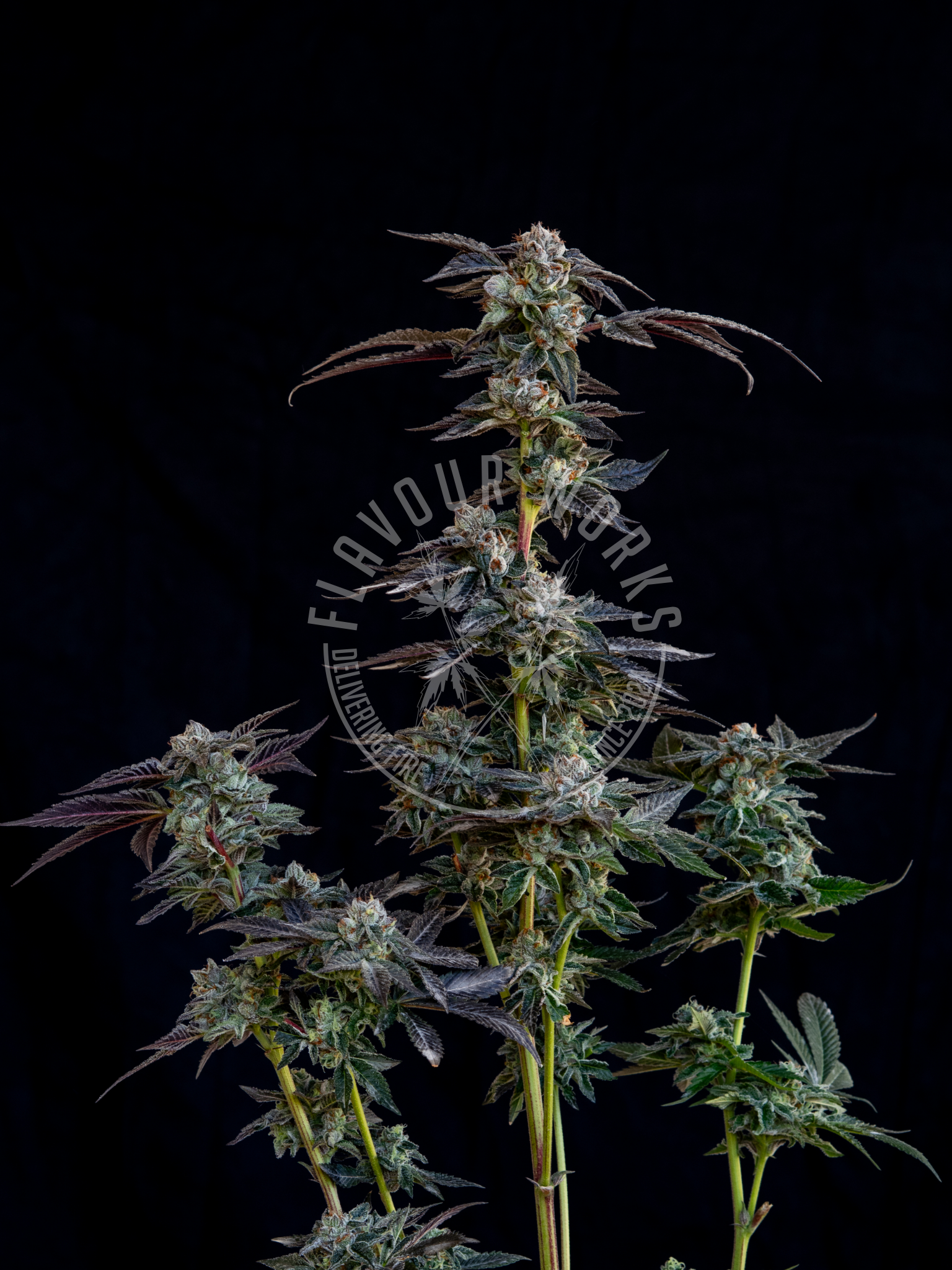 Cannabis Steckling der Sorte Guava Gelato mit grünen Blüten – Flavourworks