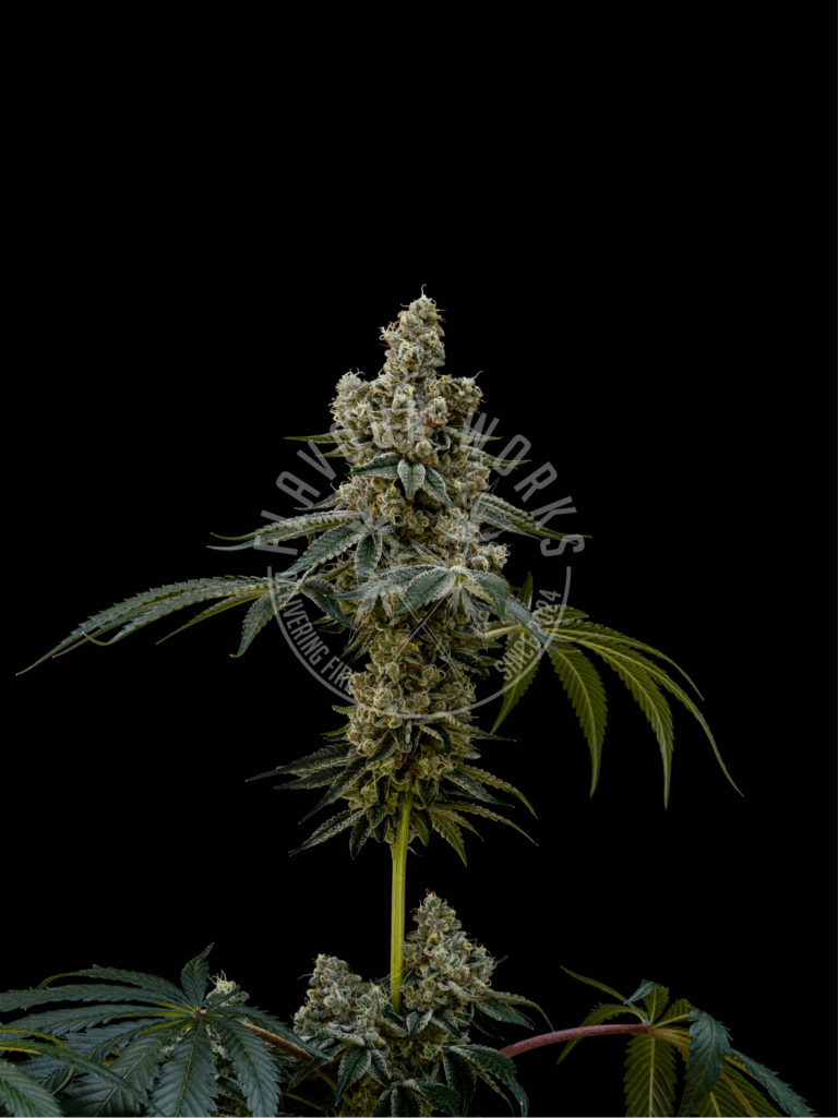 Cannabis Steckling der Sorte Ice Cream Cake mit Harzigen Blüten – Flavourworks