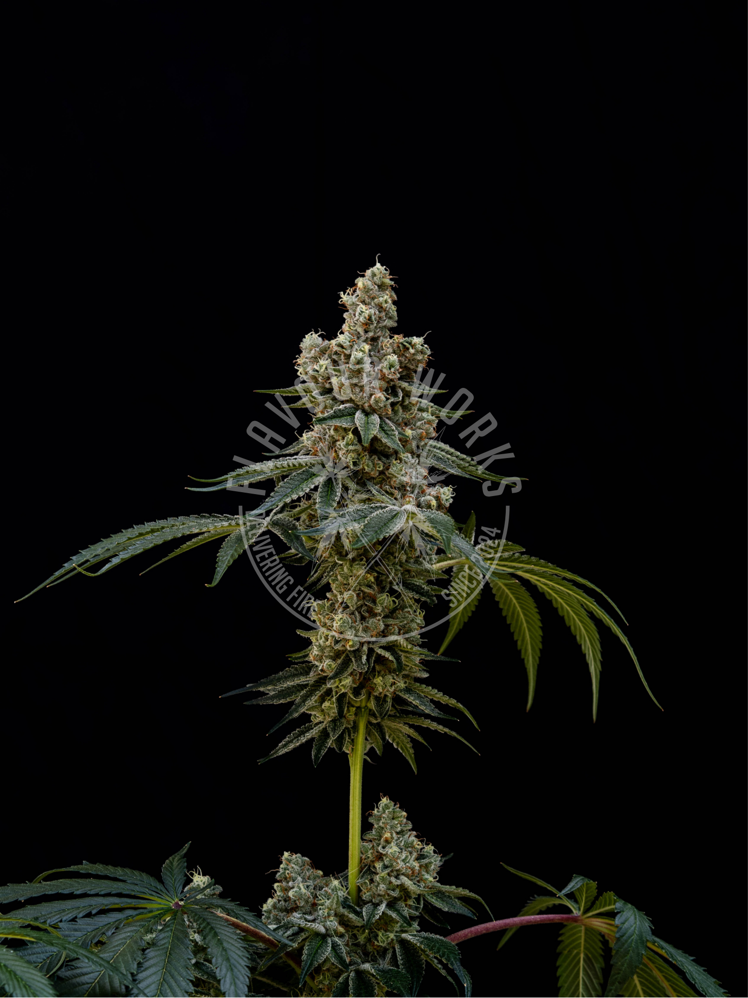 Cannabis Steckling der Sorte Ice Cream Cake mit Harzigen Blüten – Flavourworks