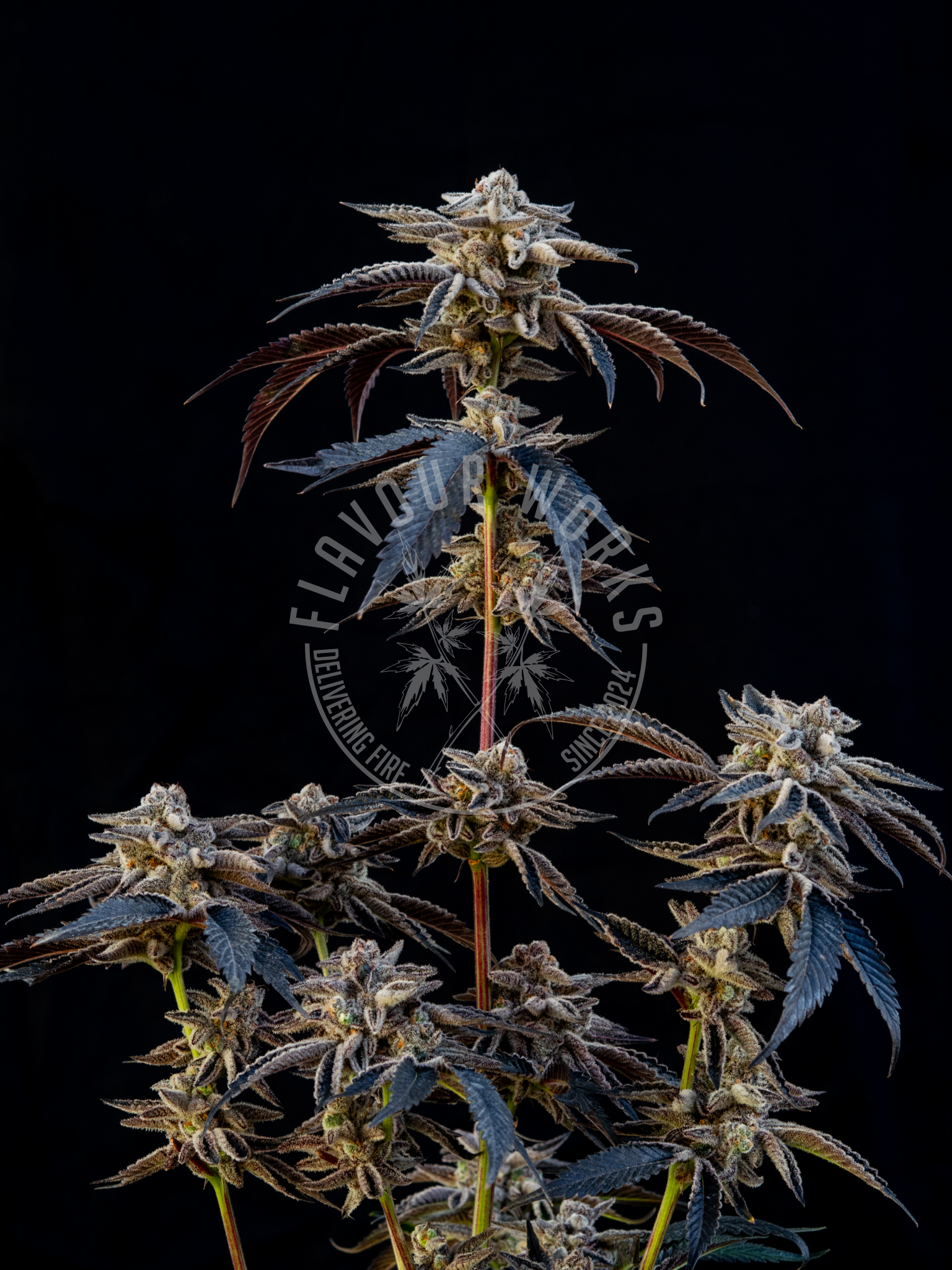 Cannabis Steckling der Sorte Platinum Lemon Cherry Gelato mit großen Blüten – Flavourworks