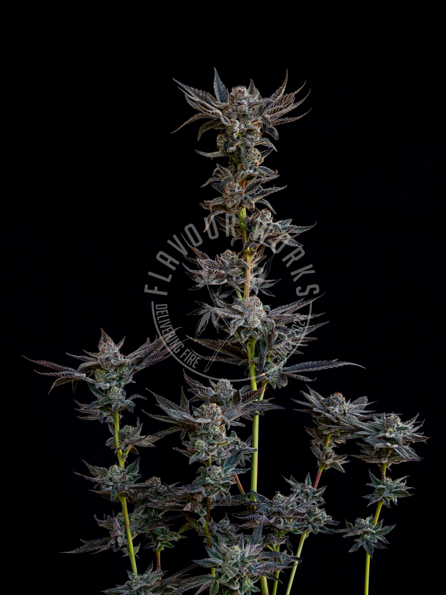 Cannabis Steckling der Sorte Pop Rockets #14 mit violetten Blüten – Flavourworks“