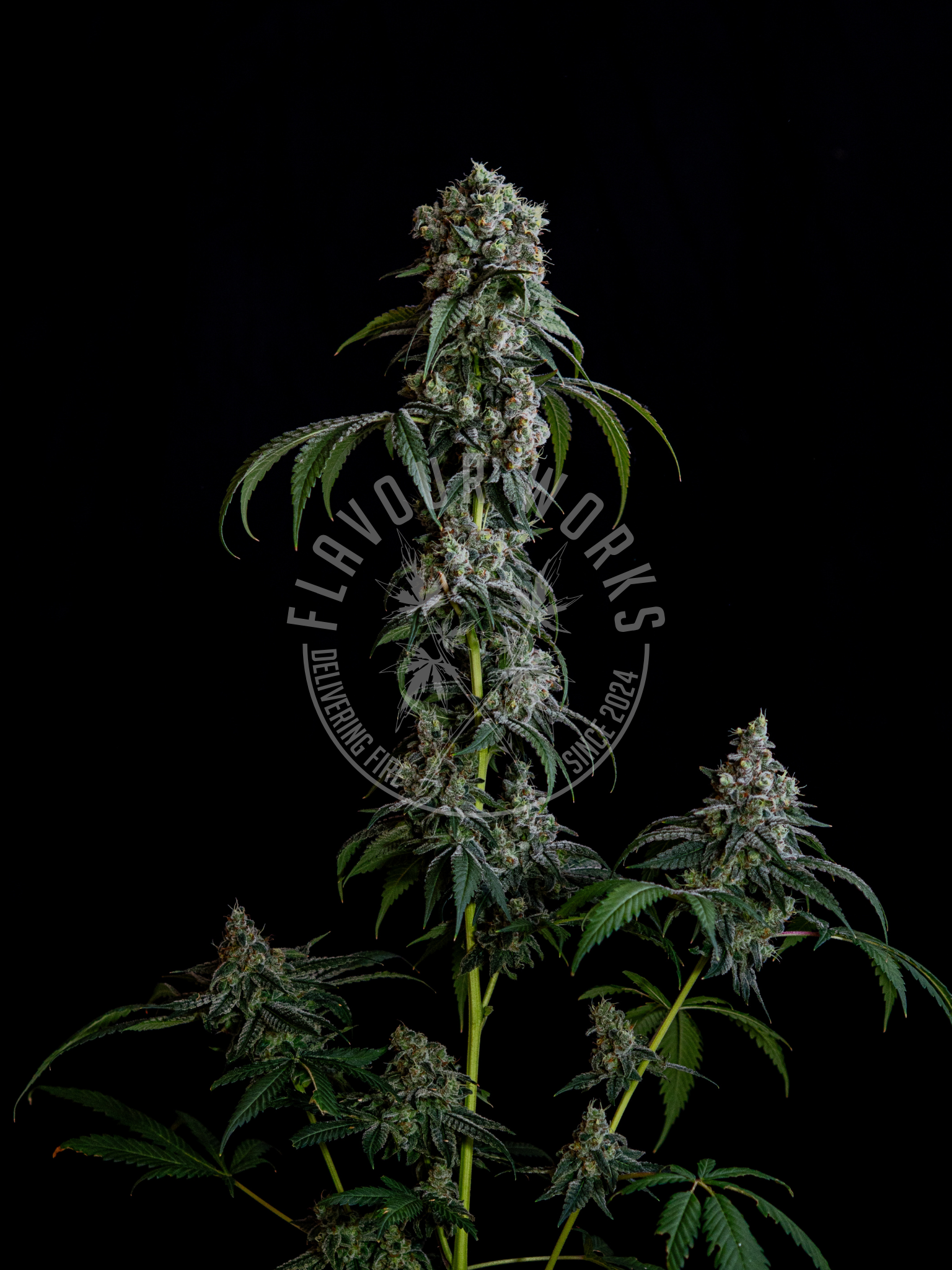 Blizzard of Oz #27, a fast flowering cannabis strain