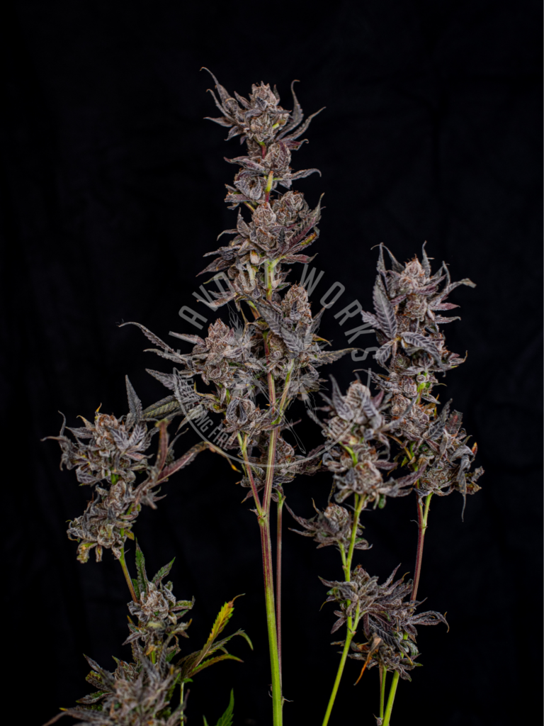 Blue Nerds strain candy terps frosty cannabis flower