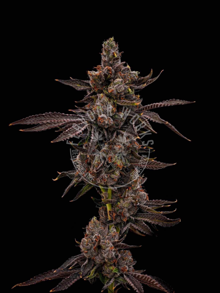 BOLO Runtz strain Runtz candy cake terps cannabis flower