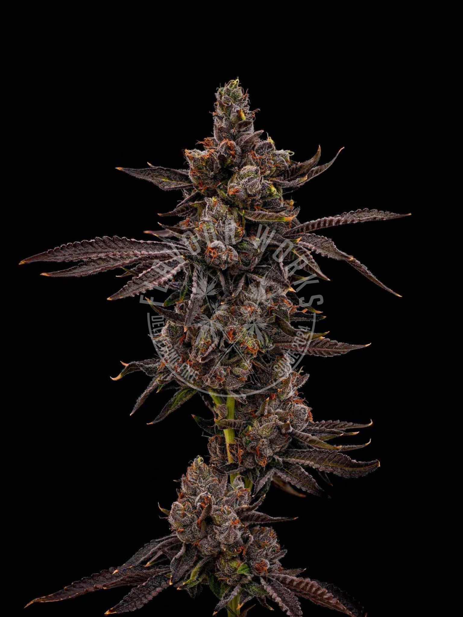 BOLO Runtz strain Runtz candy cake terps cannabis flower