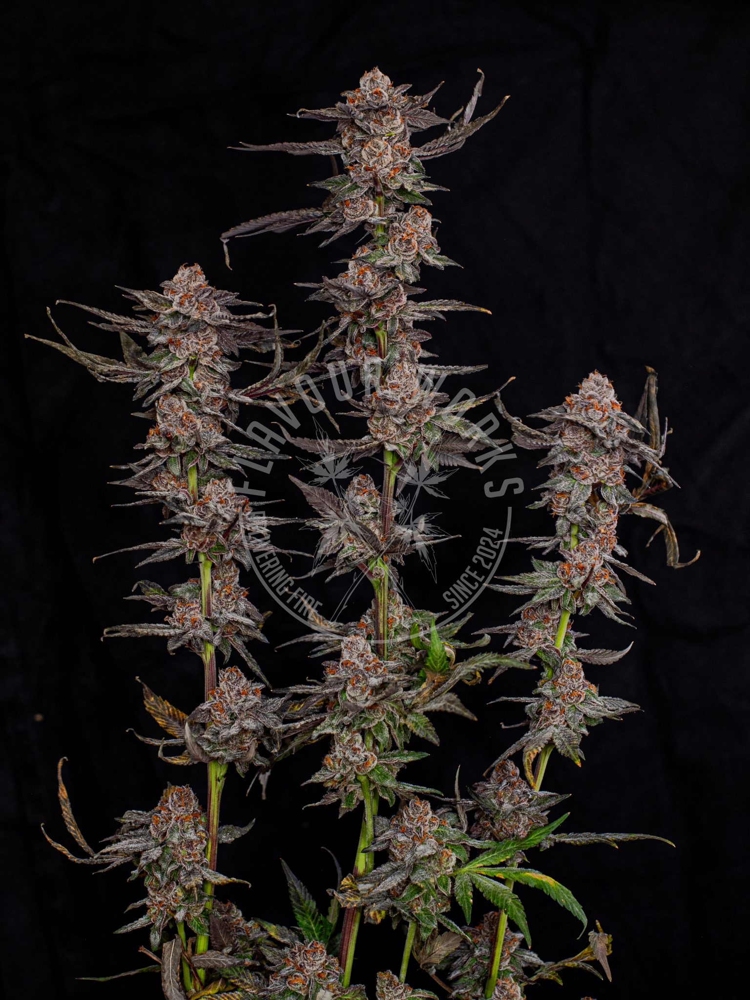 Cream Smoothie strain Cali terps cannabis flower