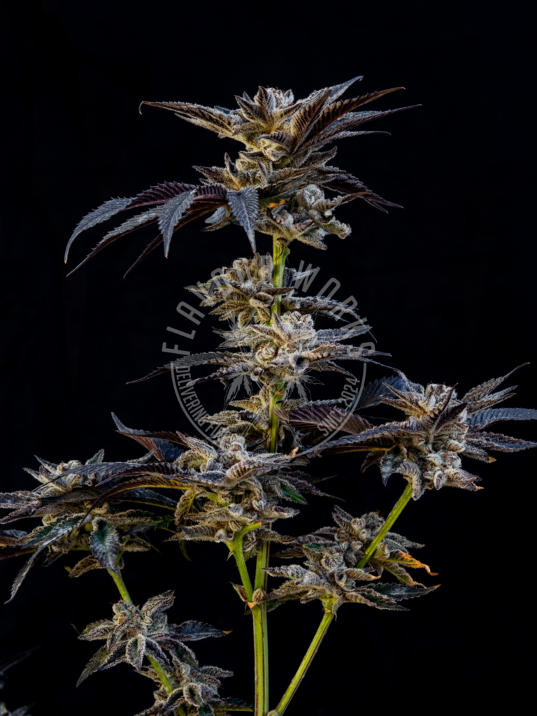 Dantes Wrath #48 strain cream cake pepper terps cannabis flower