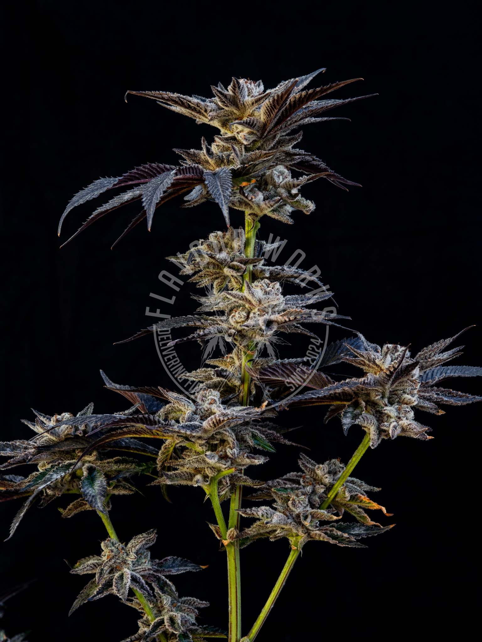 Dantes Wrath #48 strain cream cake pepper terps cannabis flower