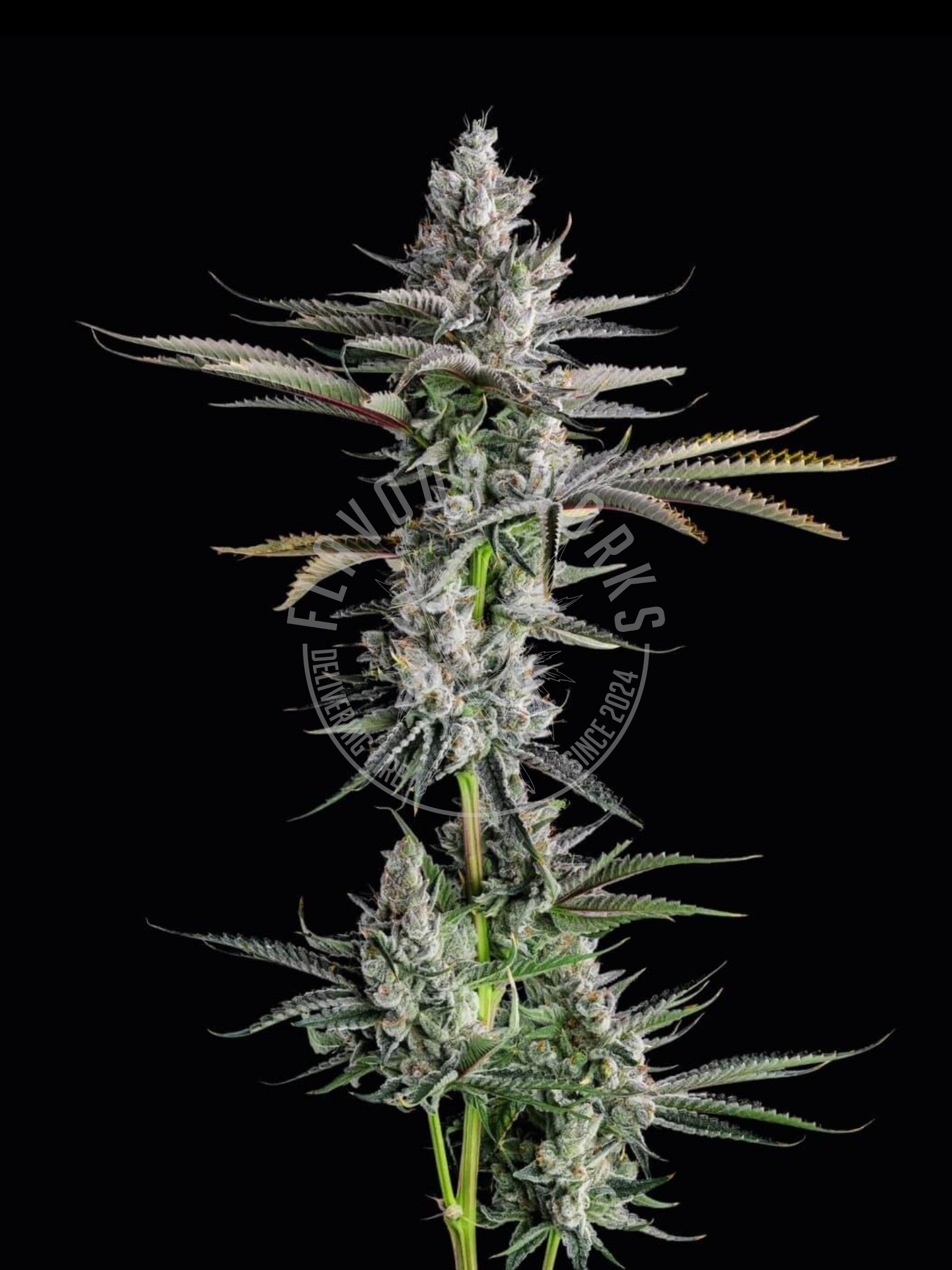 Mule Fuel strain high THC gas terpene cannabis flower