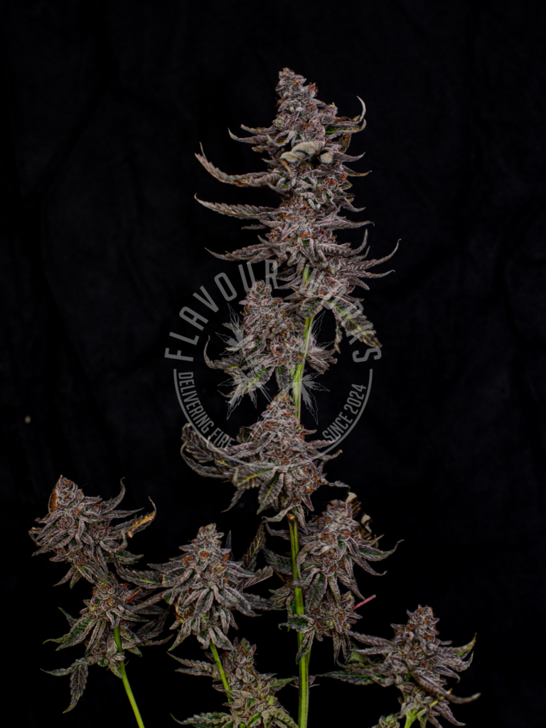 Rainbow Zangria strain Skittlez candy terps flower