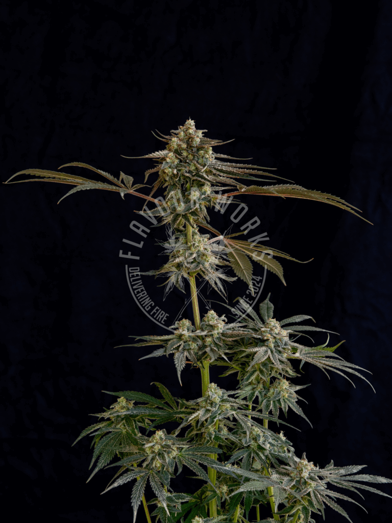 Cannabis Steckling der Sorte mit zitronigem Terpenprofil und glitzernden Blüten – Flavourworks