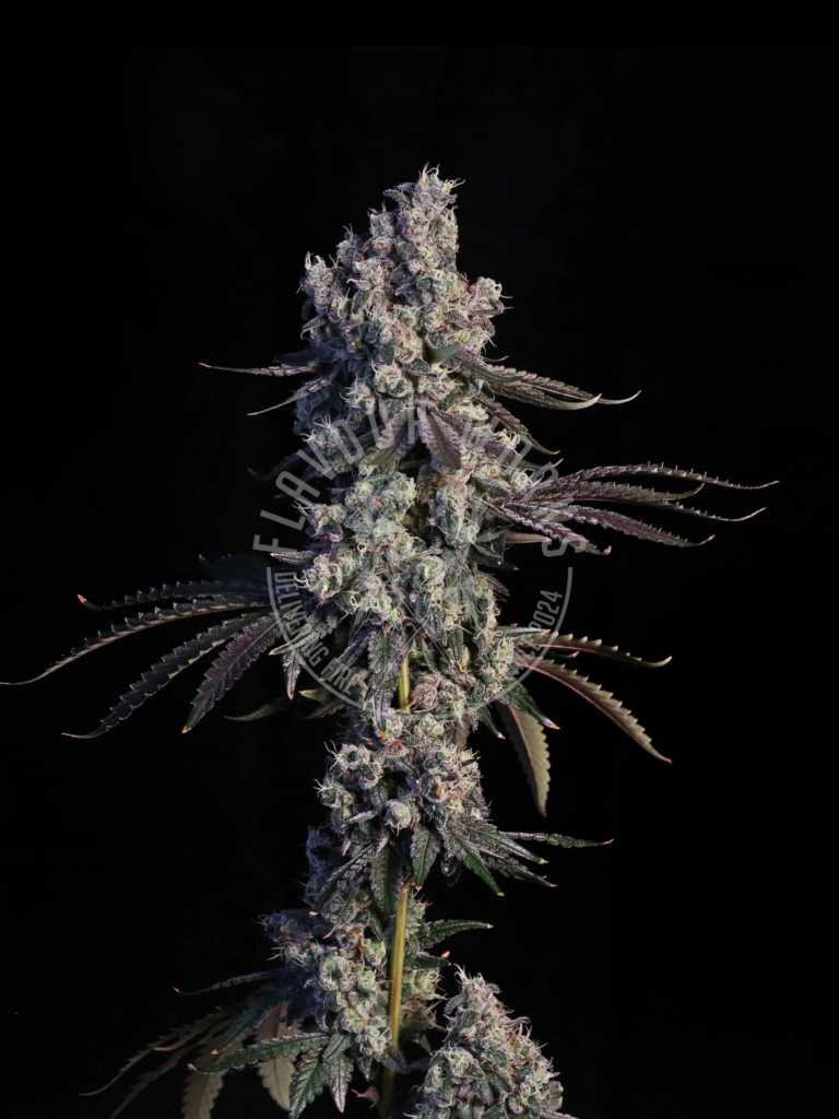 Spritzer strain high yield cannabis bud structure