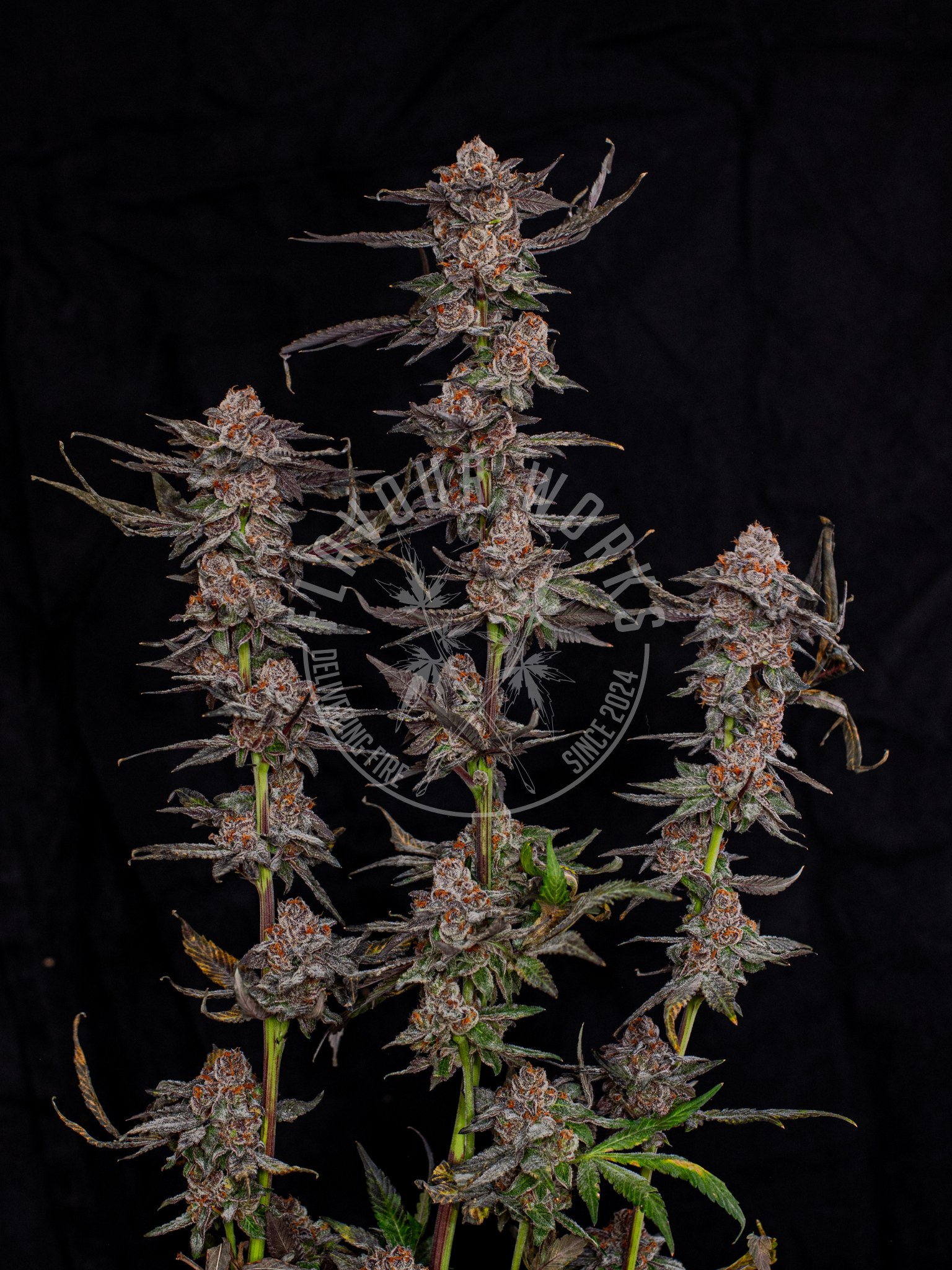 Cream Smoothie strain Cali terps cannabis flower