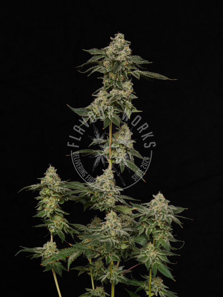 Mule Fuel strain high THC gas terpene