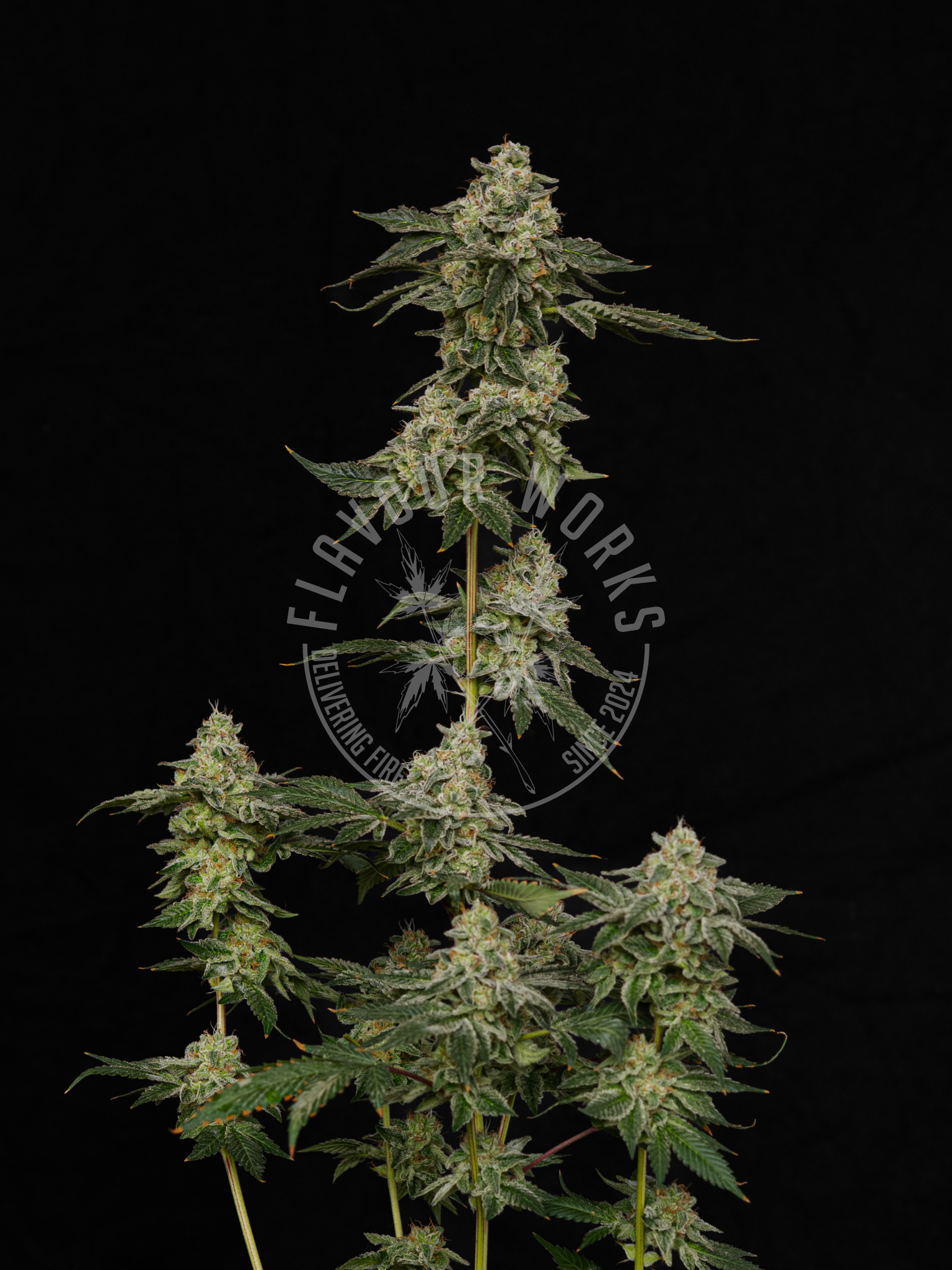 Mule Fuel strain high THC gas terpene