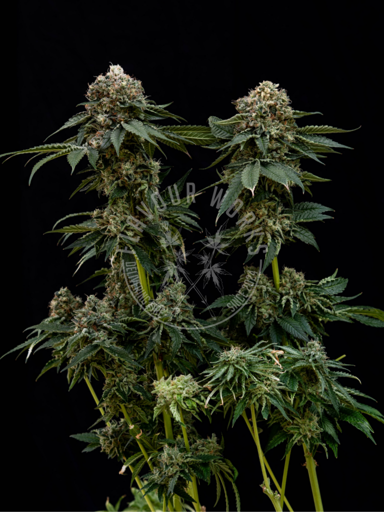 Bath House strain solventless resin terpene cannabis flower