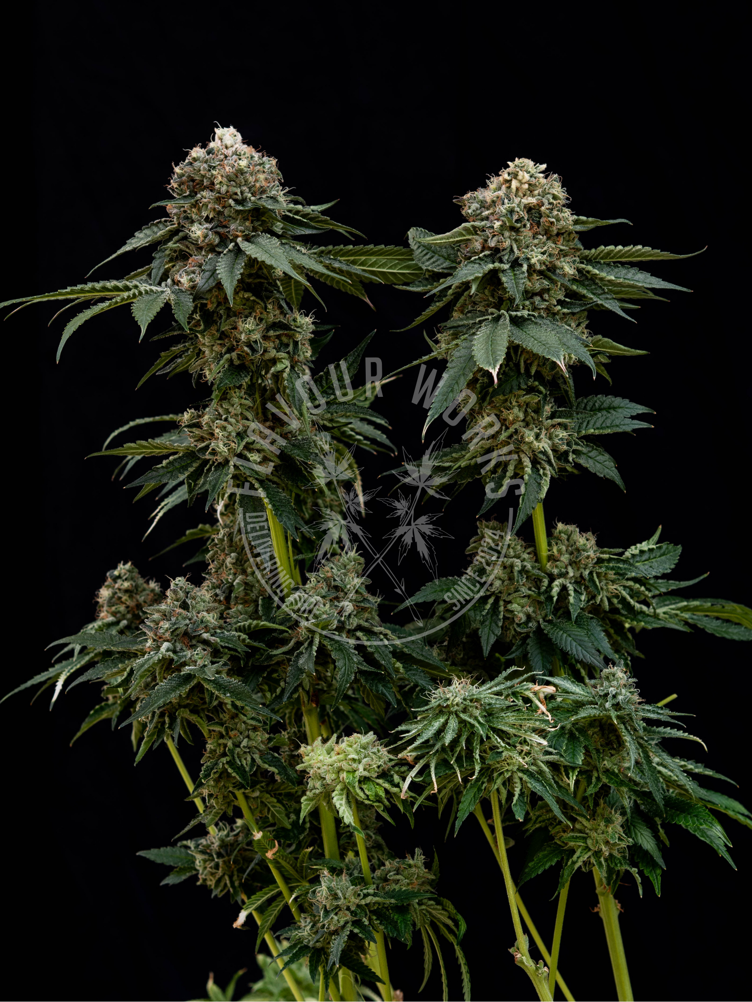 Bath House strain solventless resin terpene cannabis flower