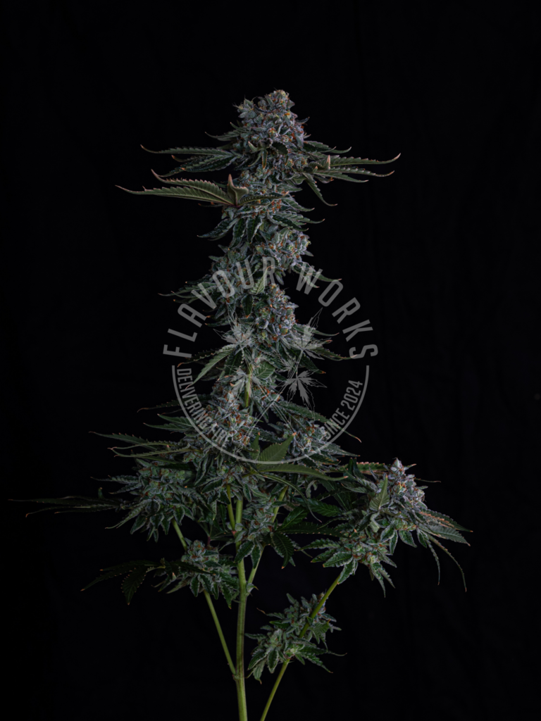 Bath House strain solventless resin terpene cannabis flower