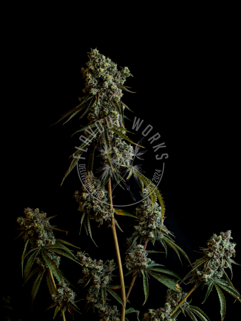 Coolio #17 strain high THC Tangie terps cannabis flower