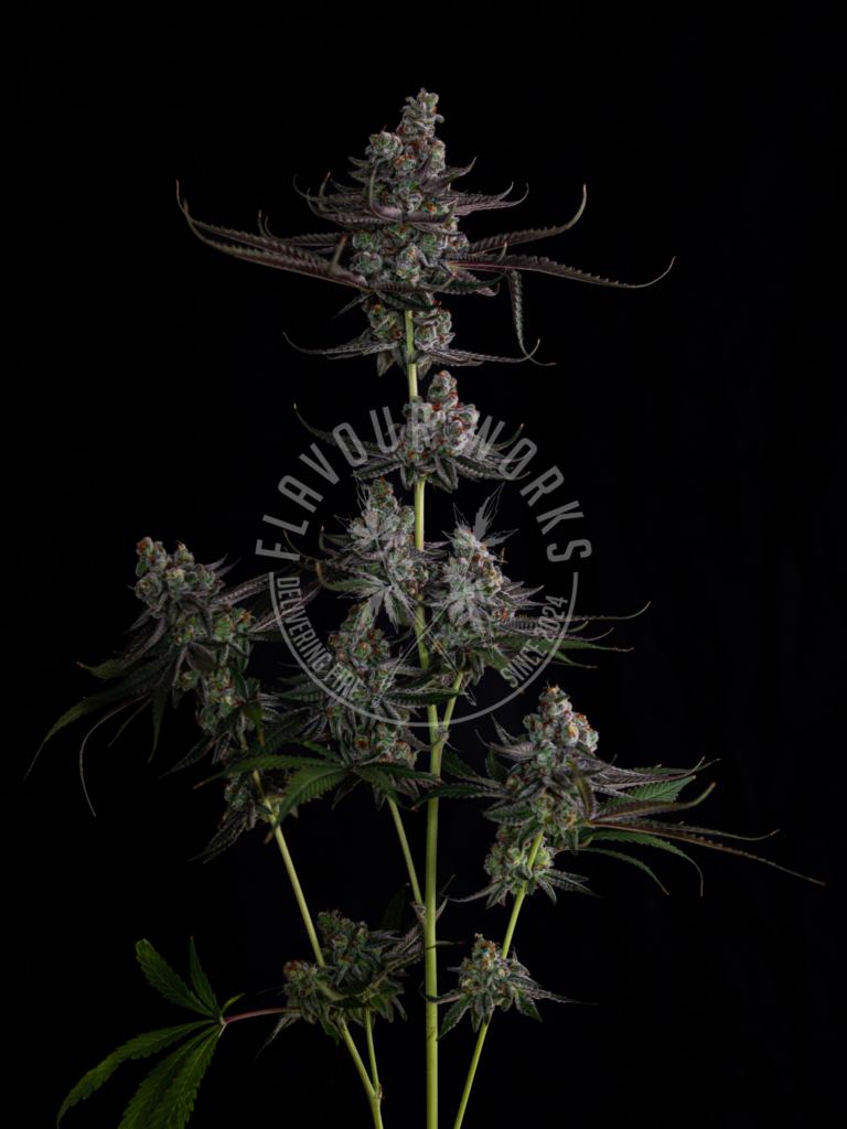 Truffaloha #2 strain candy tropical terps frosty cannabis buds