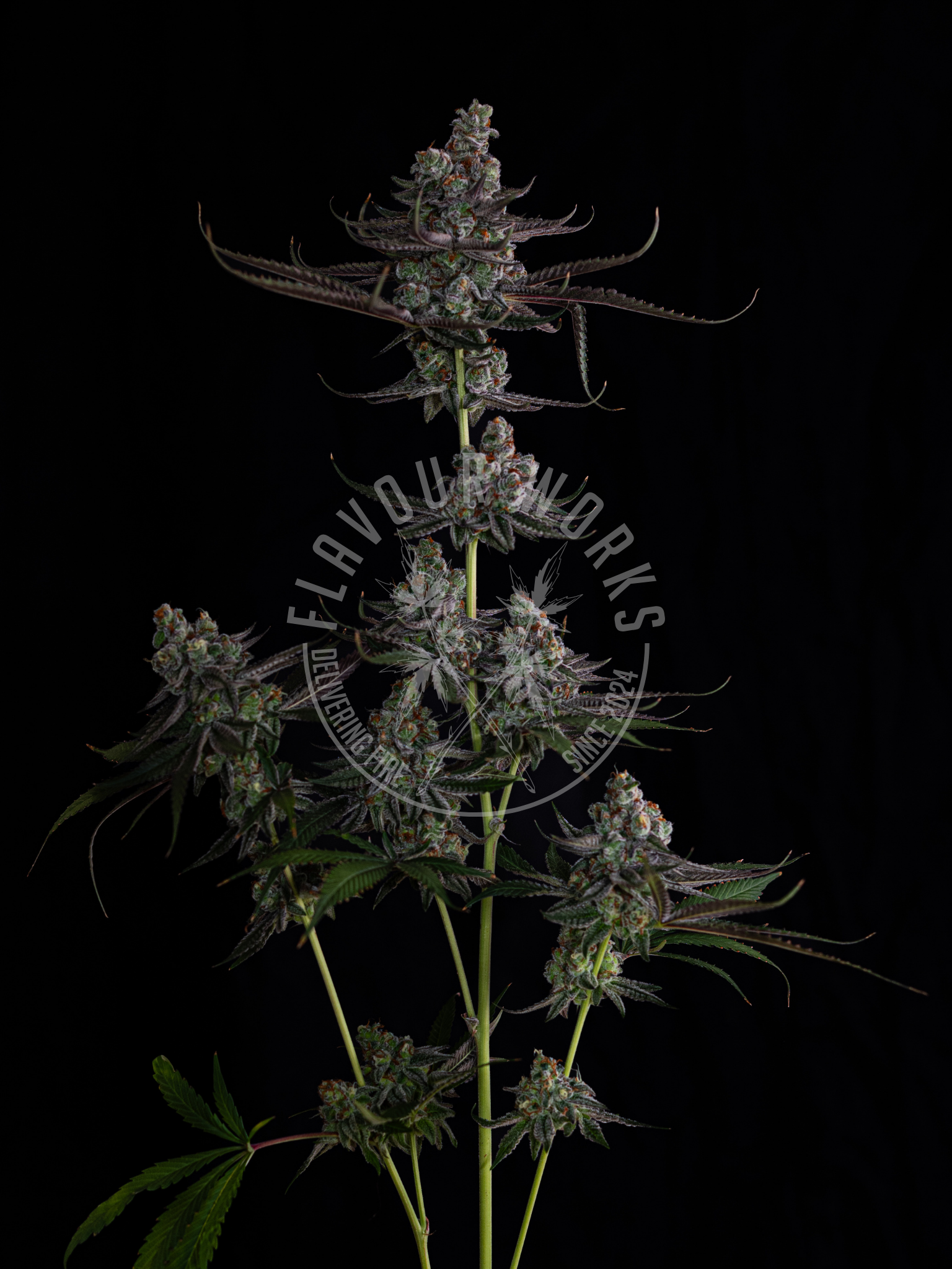 Kenobi Sunset #17 strain tropical cannabis flower high yield