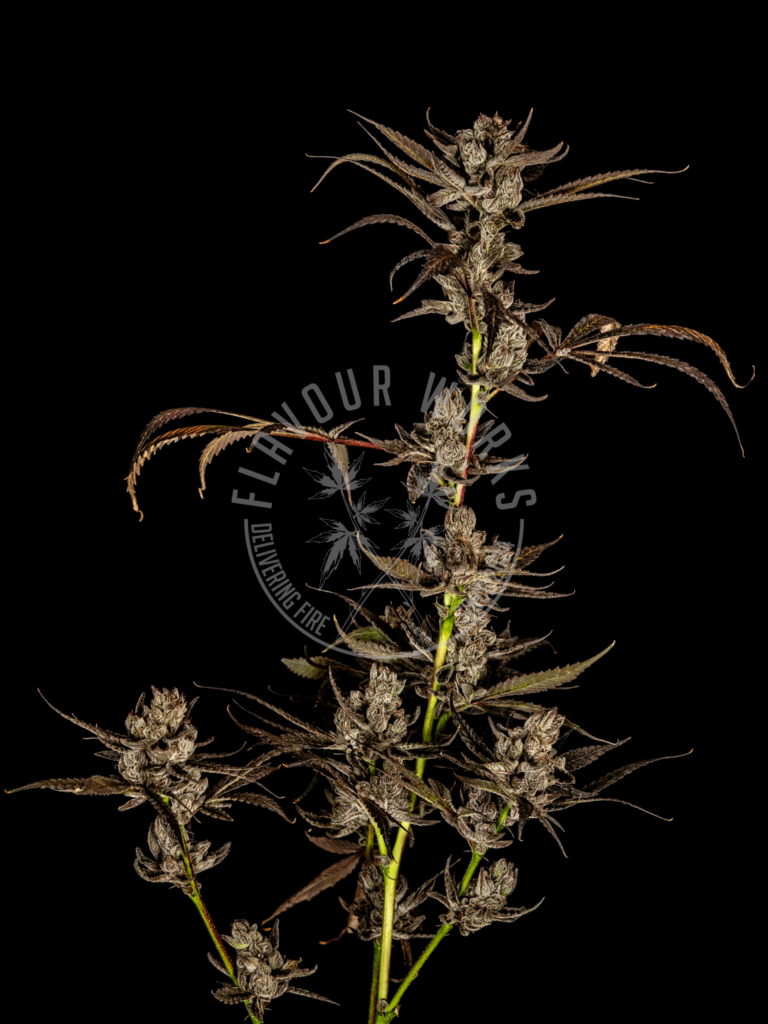 Truffaloha #2 strain candy tropical terps