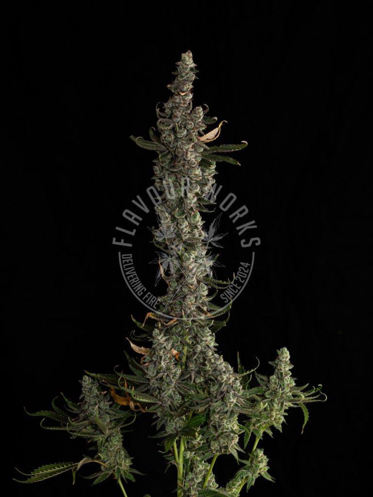 Tricho Jordan #23 strain candy truffle terps cannabis flower