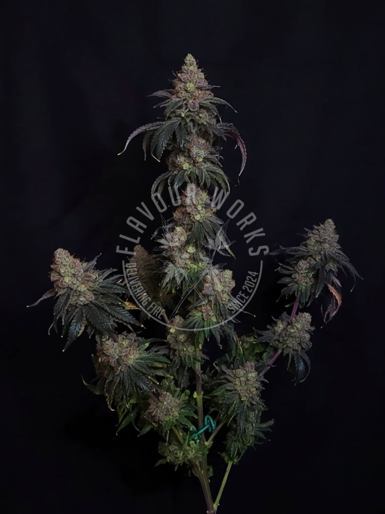 The G Cannabissamen