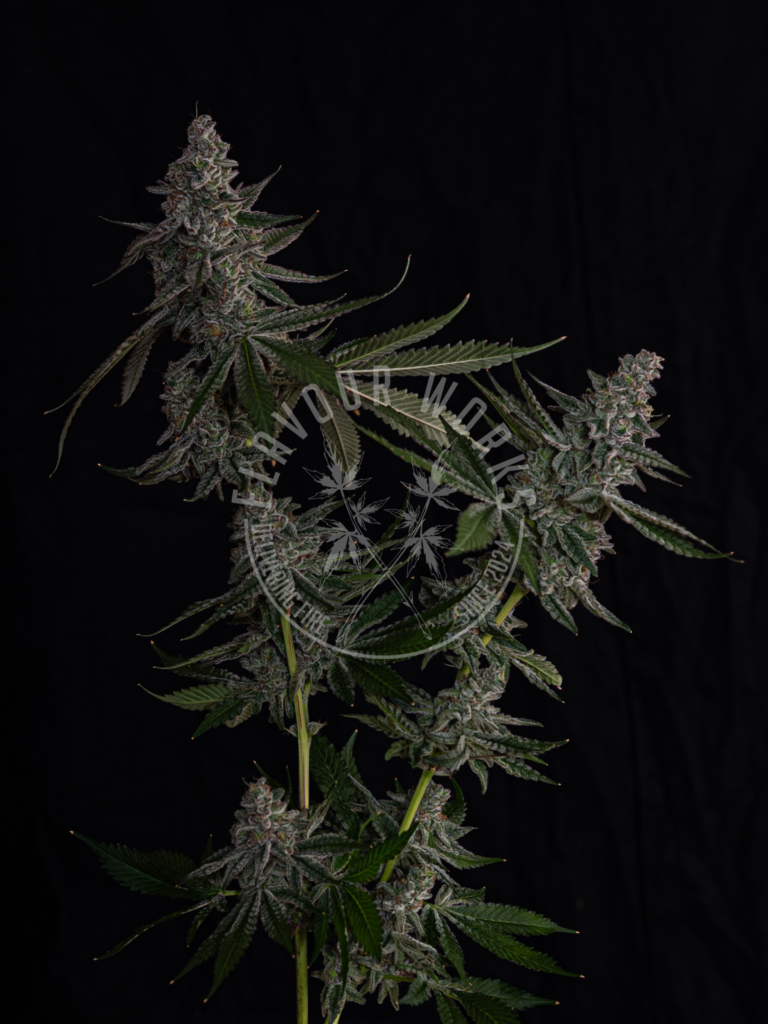 John Truffolta strain exotic terps dense cannabis flower