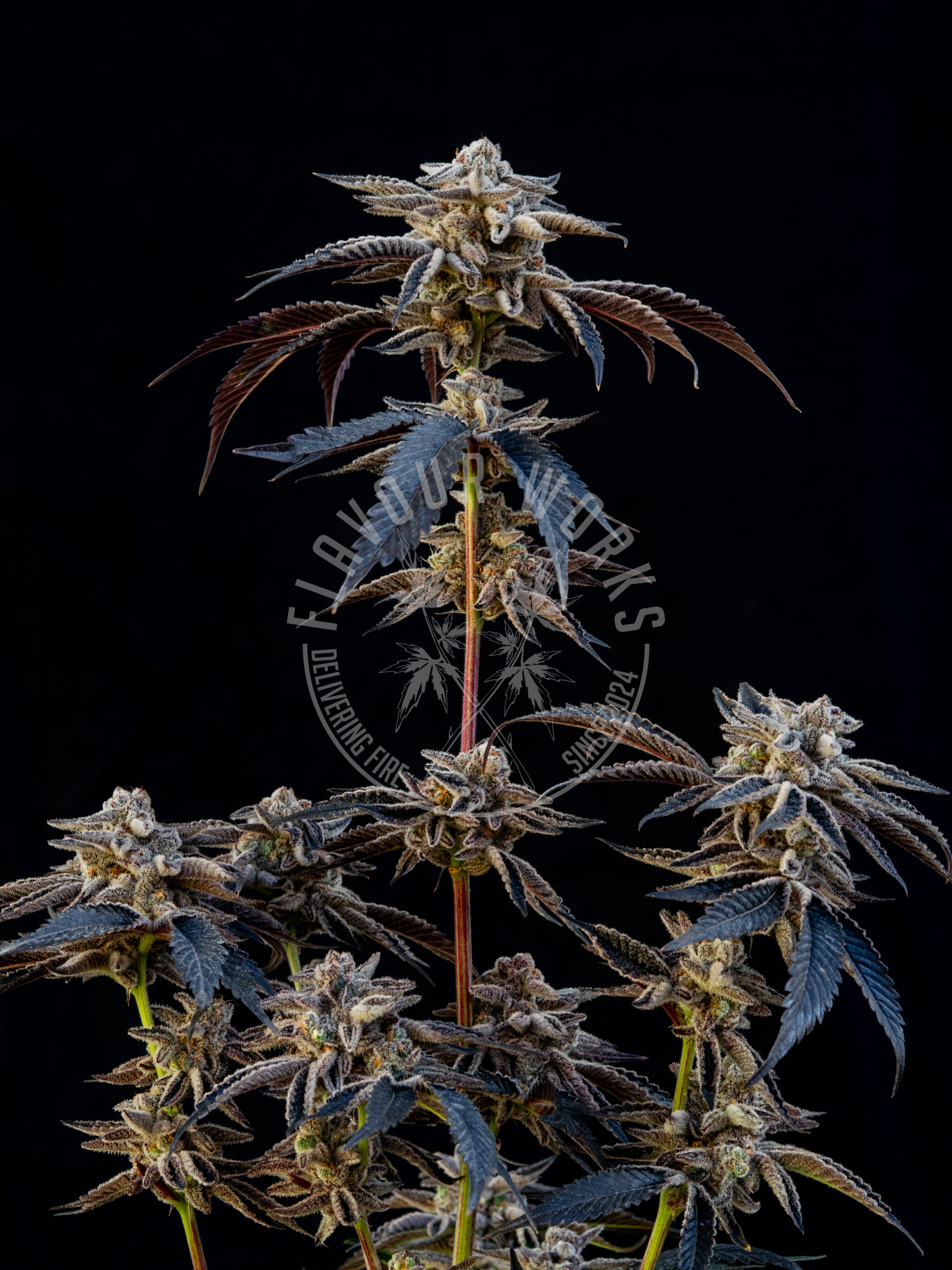 Platinum Lemon Cherry Gelato strain fruity creamy cannabis flower